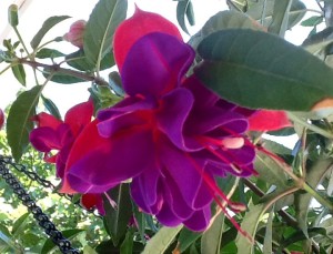 Winston Churchill fuchsia