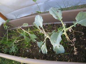 I have let the grass and weeds go in the kale and broccoli box since they are ruined by larvae!