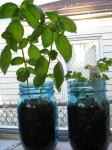 Basil and parsley - hanging in there!