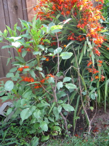 Dahlias making a comeback; Crocosmias are the orange bushel tied up